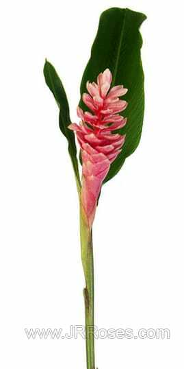 Pink Ginger Flowers 20 stems