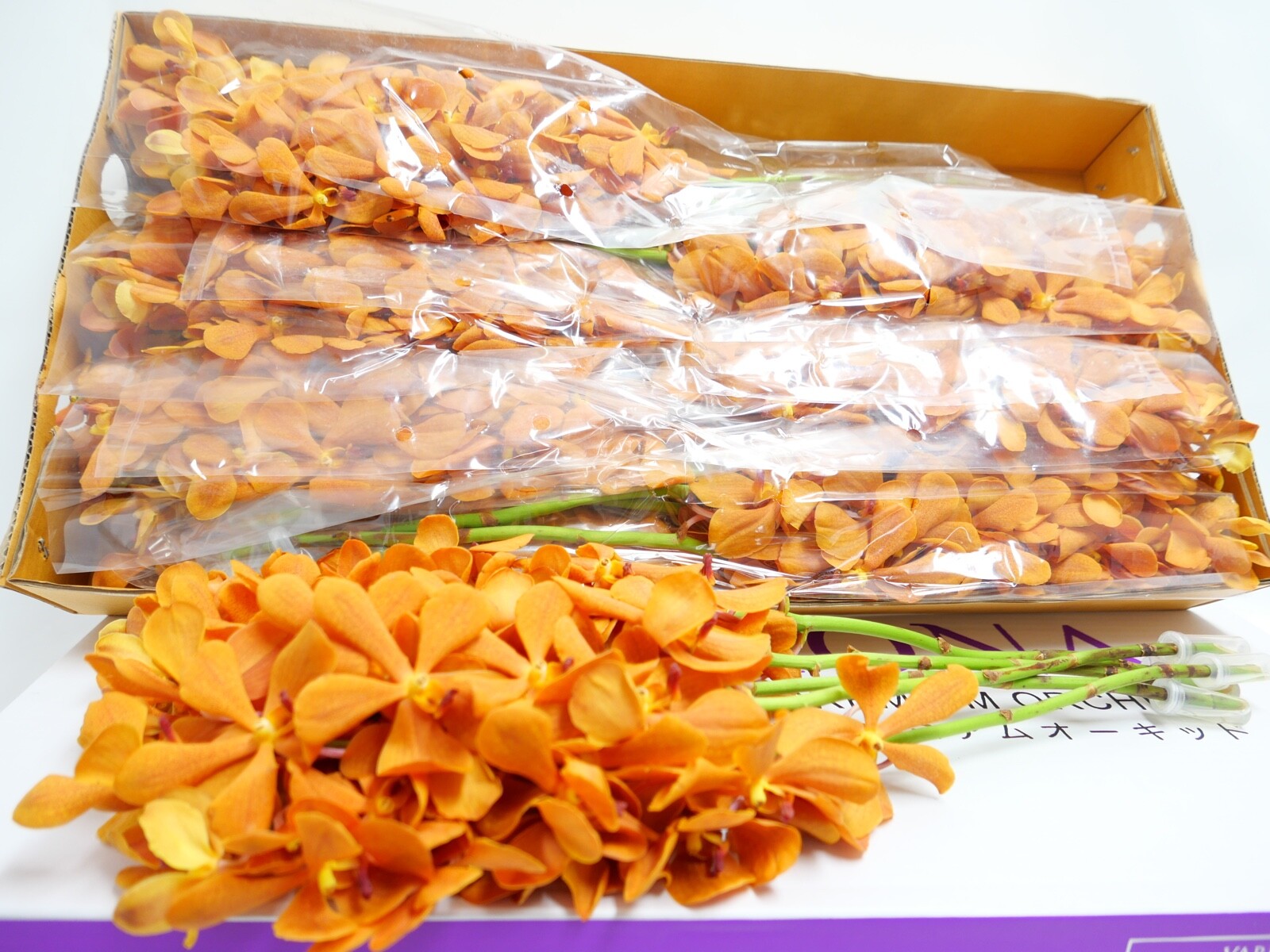Fresh Deep Orange Mokara Cut Orchids Box 5 Bunches