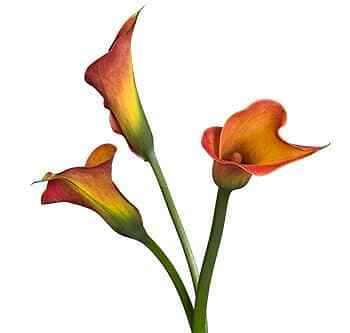 Orange Mango Calla Lily