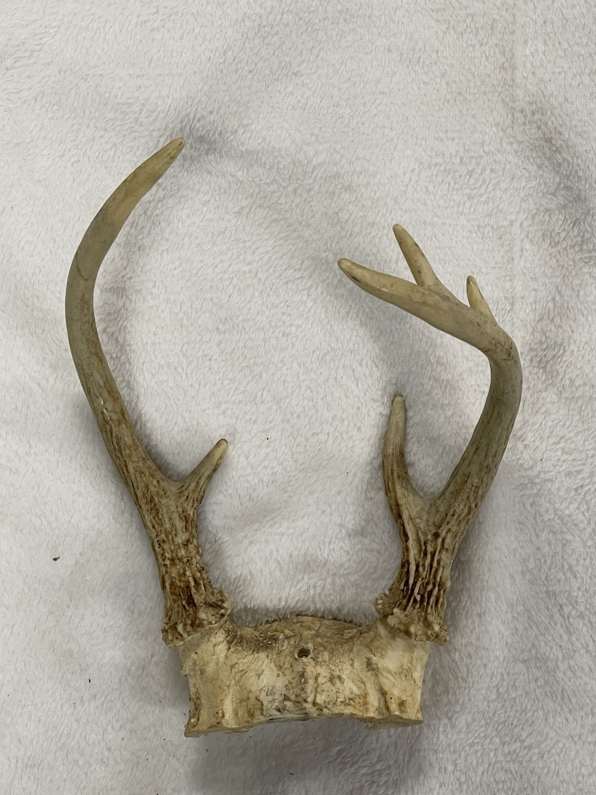 Whitetail Deer 6 Point Buck Antlers