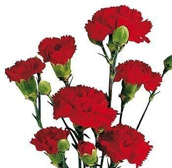 Red Mini Carnation 150 Stems
