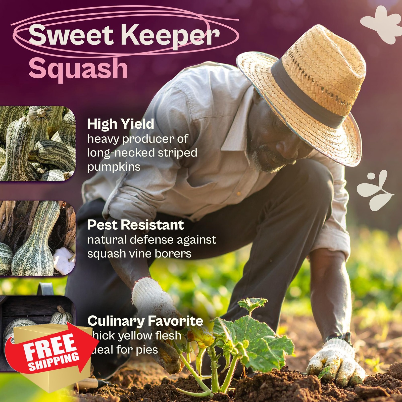 SVI 35 Cushaw Green Striped Pumpkin Seeds Heirloom Winter Squash