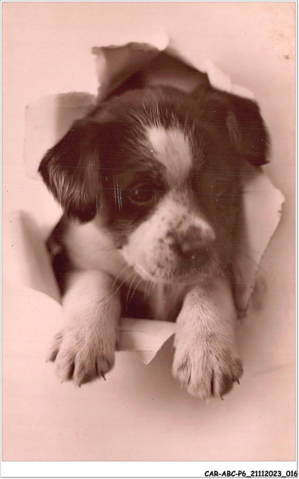 CAR-ABCP6-0487 - Dog