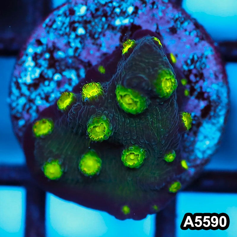 Item#A5590FM5590(S) WYSIWYG Hollywood Stunner Chalice Frag