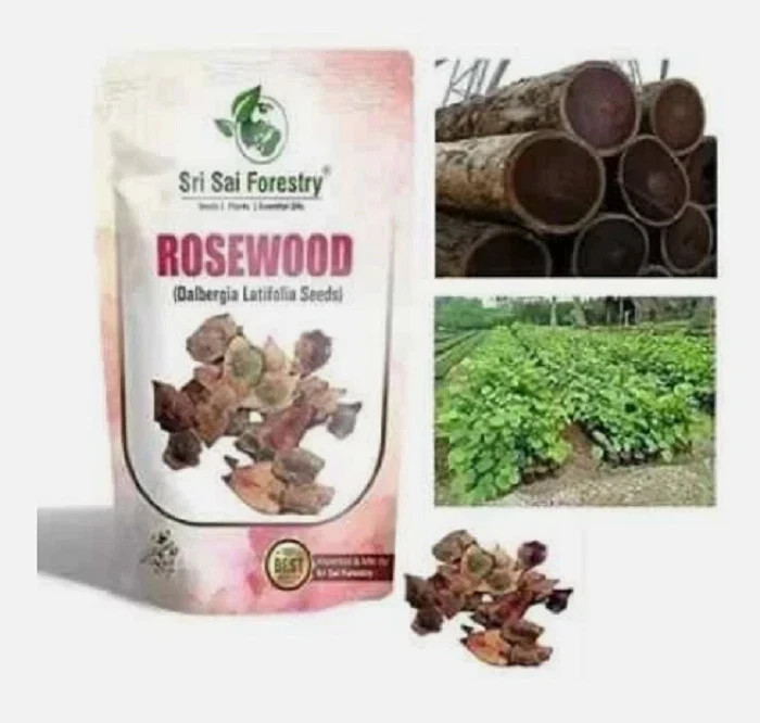 Rose Wood Tree Seebs Pack of 150 Gram (Rosewood, Dalbergia, Sheesham) for Farm@@