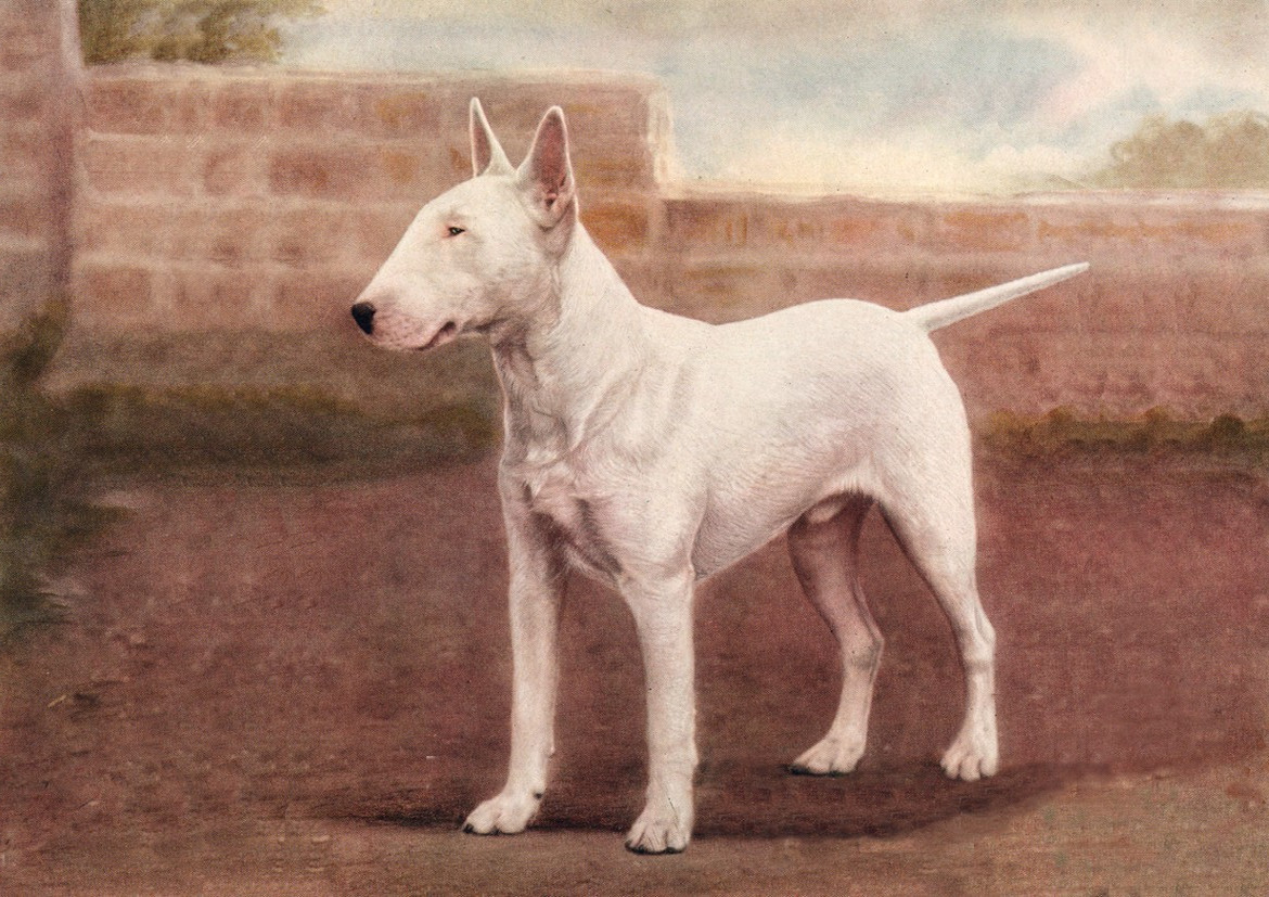 BULL TERRIER DOG GREETING CARD STANDING DOG NOTE CARD