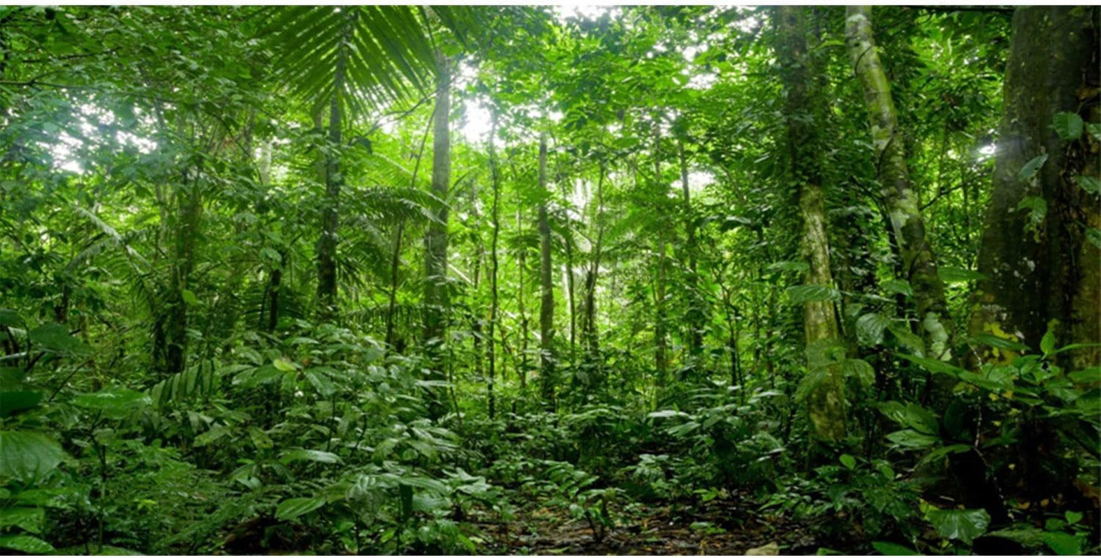 48x18 inches Terrarium Background Tropical Aquarium Background Green Huge Tree R