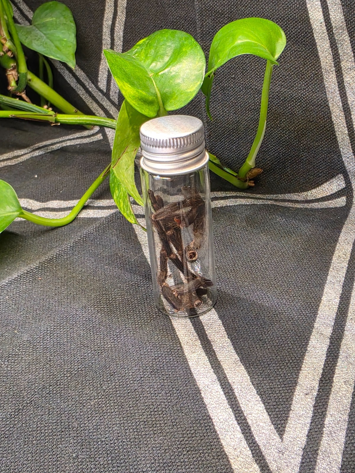 Small Vial of exoskeleton tarantula spider legs Oddity Curiosities Nature Alter