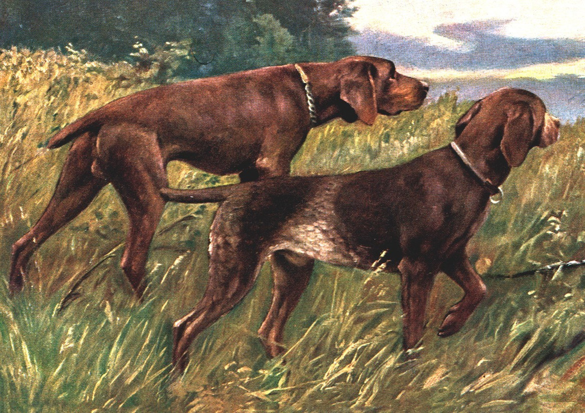 GERMAN SHORTHAIRED POINTER GREETING CARD TWO DOGS NOTE CARD