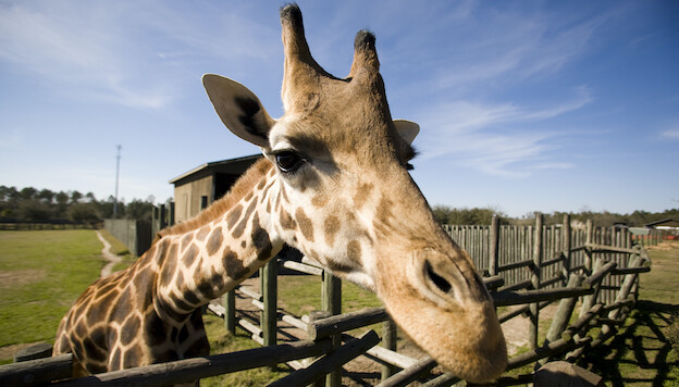 4 tickets Wild Adventures Theme Park FREE SHIPPING