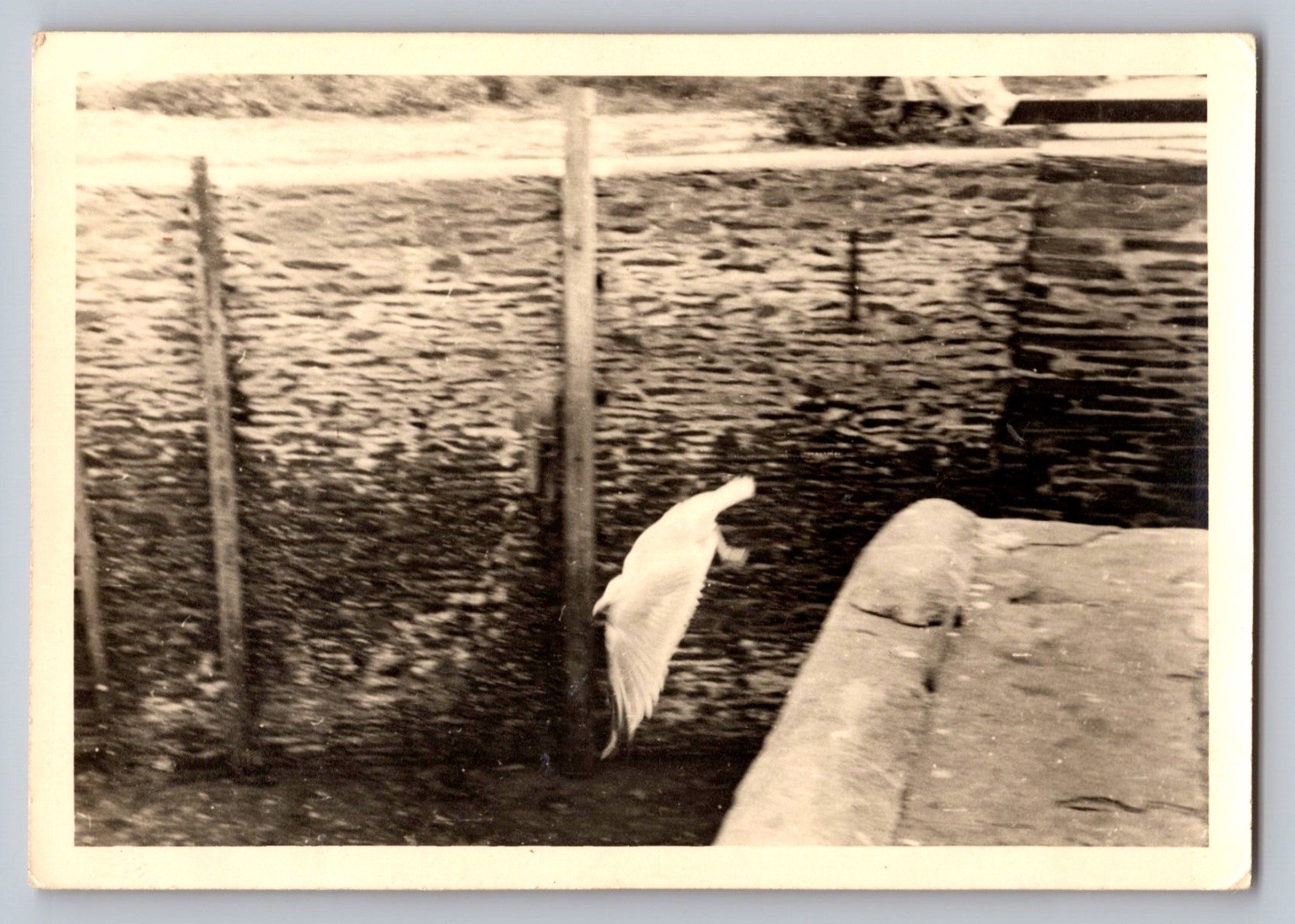Seagull Bird in Flight 1940s Snapshot Photograph Water Scene Candid