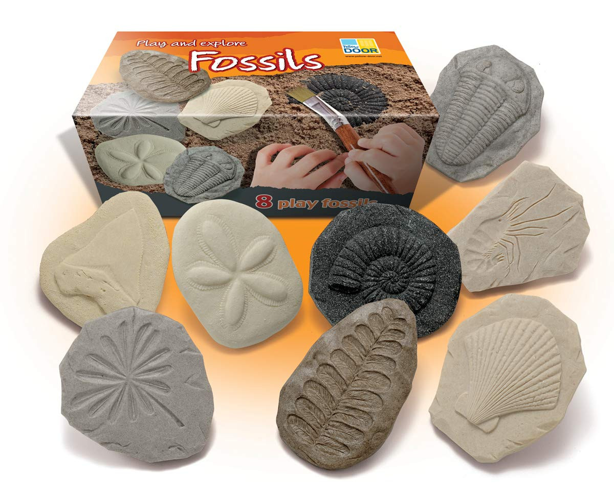 Let'S Investigate Fossil Stone, Pack of 8