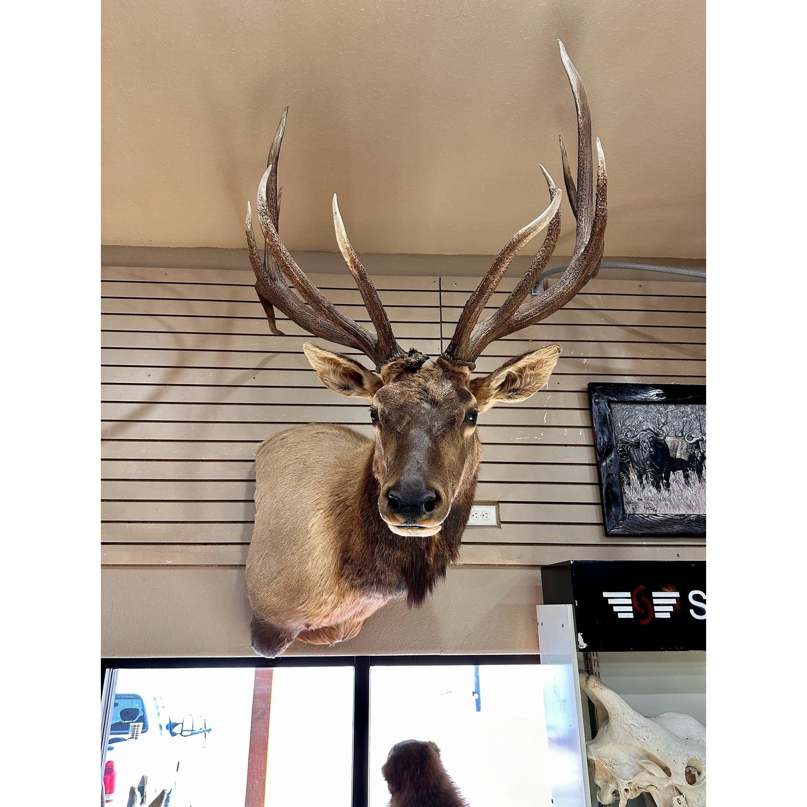 FH192- Beautiful Elk taxidermy mount