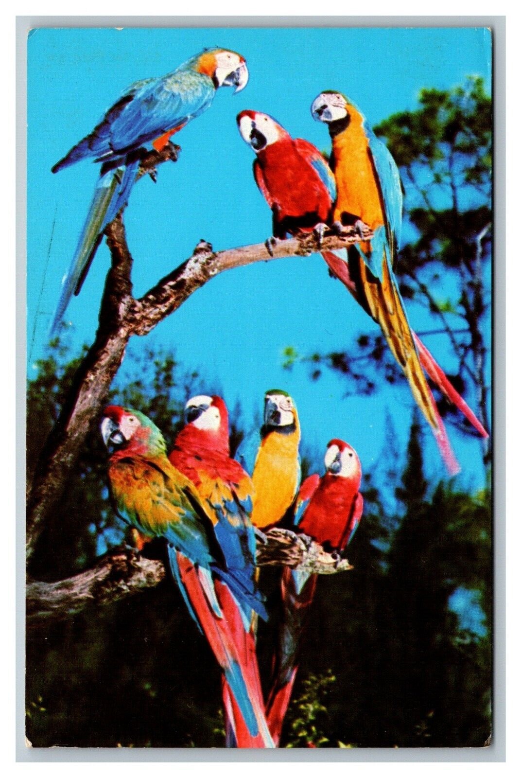Miami, FL Florida, Parrot Jungle Macaws, Posted 1965 Postcard 