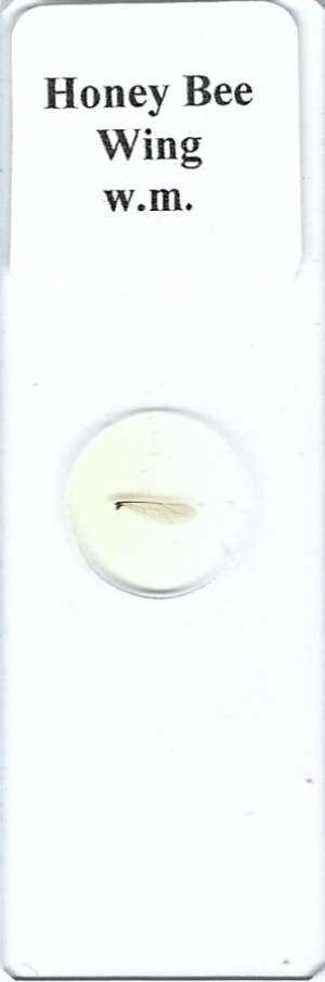 Honey Bee Wing Microscope Slide