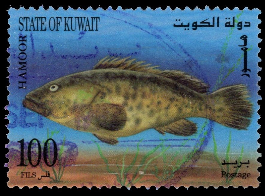 KUWAIT 1364 - White-spotted Grouper "Epinephelus coeruleopunctatus" (pc53214)