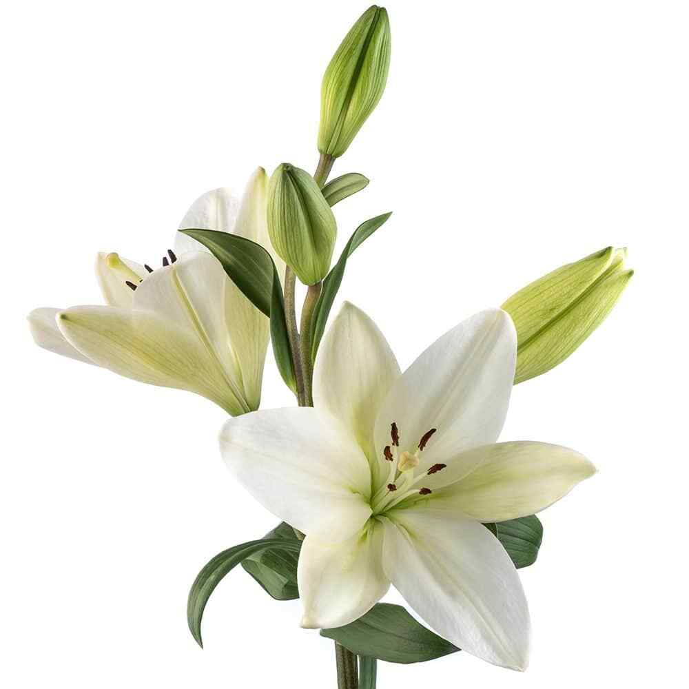 Hybrid Lily - 60 Stems