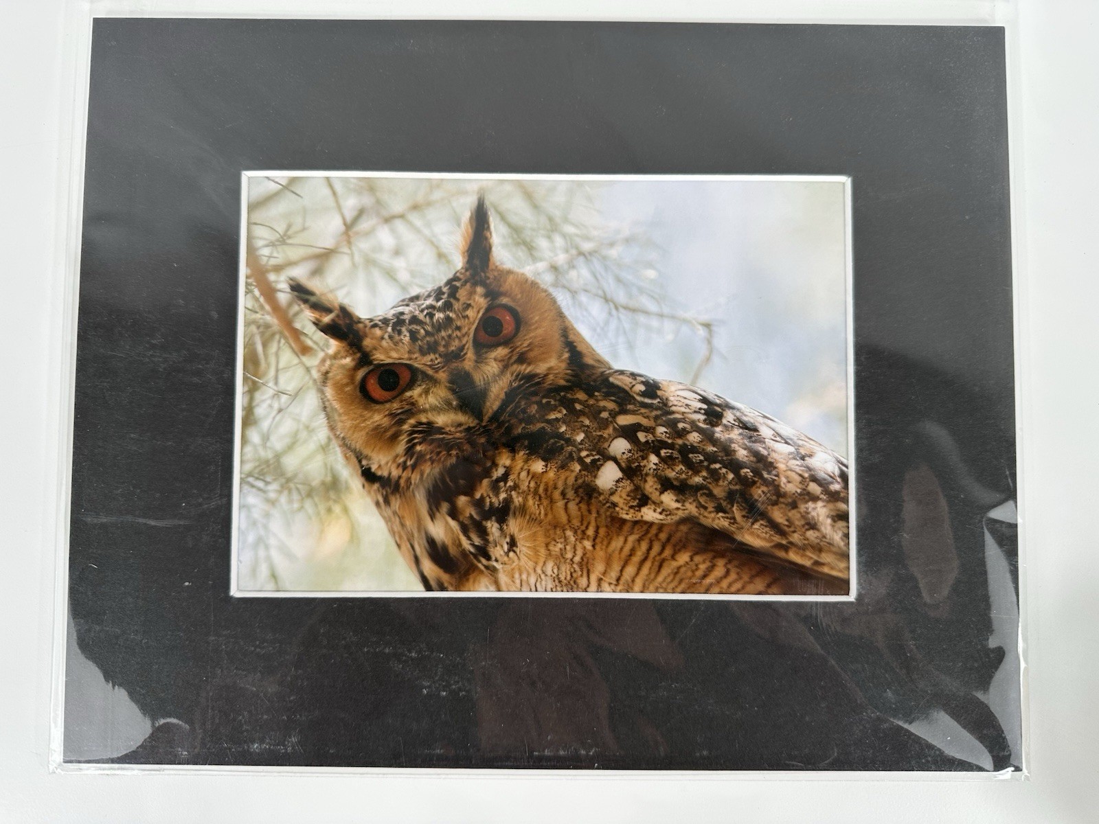 Pharaoh Eagle Owl Picture Matted Original By Ted Keyel