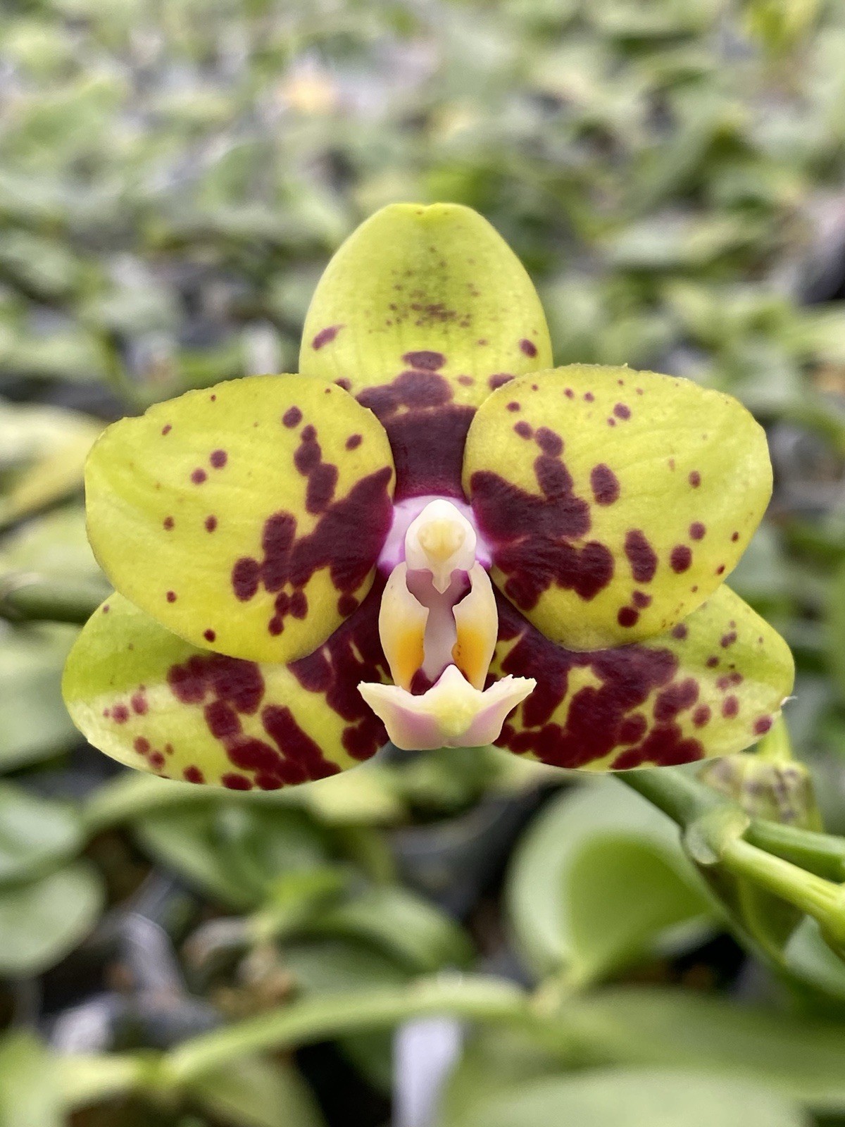 Original Phal Phalaenopsis Sogo Dio x Grospeak x ZM Lavender-FRAGRANT