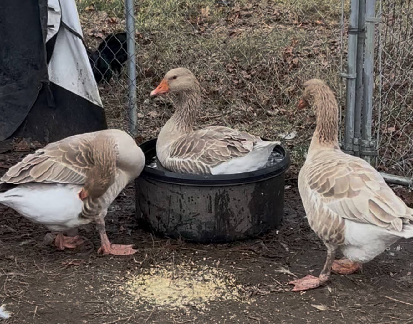 ‼️🧡 3+1 American Buff Goose Fertile Hatching Eggs!🧡‼️