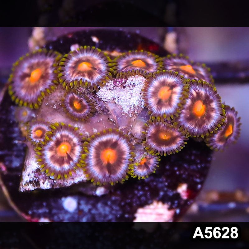 Item#A5628LP5628(S) WYSIWYG Indo Ultra Zoanthid Frag