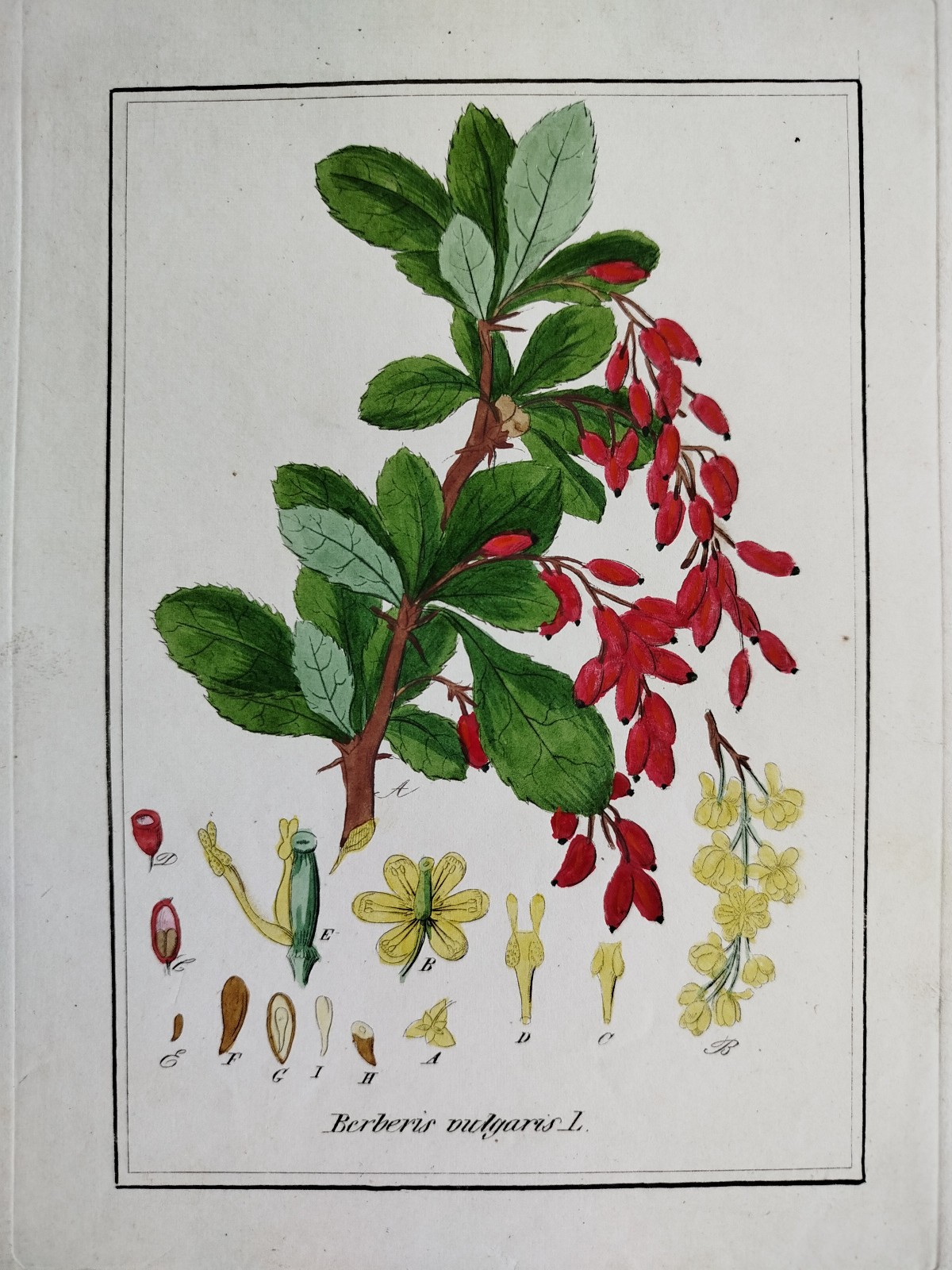 Berberis - Winkler medicinal plants botany colored - 1840