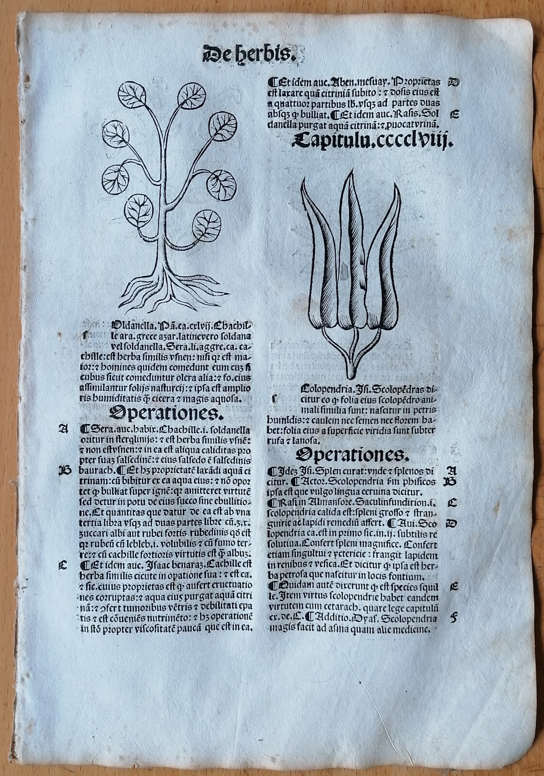 Post Incunable Leaf Hortus Sanitatis Woodcut Soldanella Scolopendria - 1511