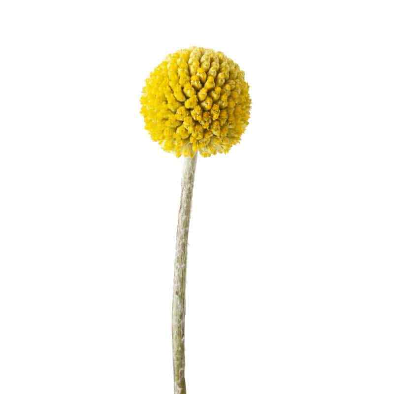 Billy Balls 50 stems