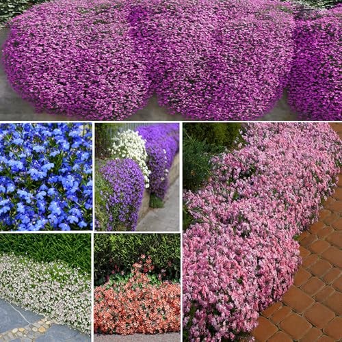 Mix Climbing Lobelia Flower Seeds for Planting, 309+pcs Rare Perennial 