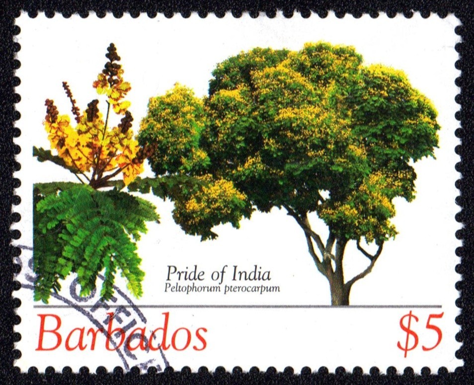 BARBADOS 2005 Definitive issue $5 trees  Michel 1108  used W 2647