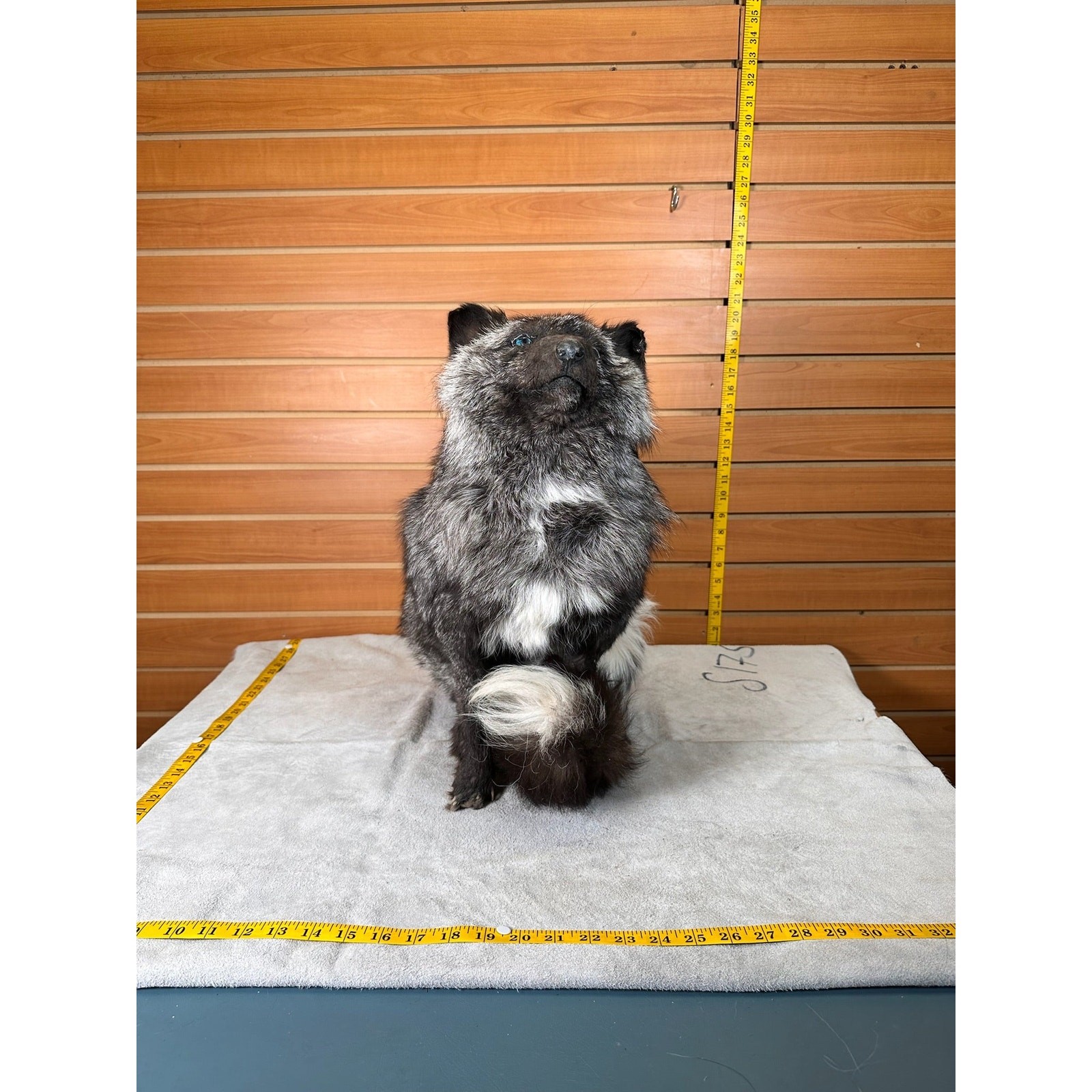 FHSFFOX1- fluffy fox taxidermy mount