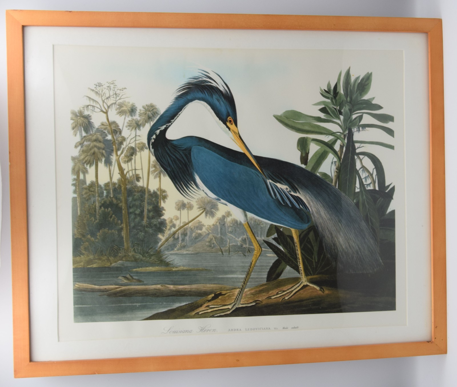 Vintage John James Audubon  Framed LOUISIANA HERON  adult male
