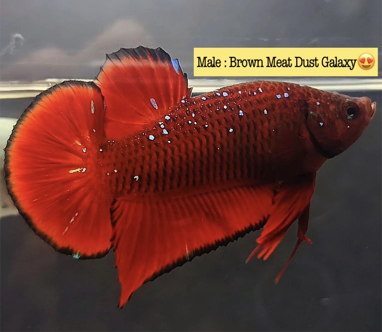 Live Betta Fish Double Tail PLAKAT Male Grade Premium (AR) USA Seller