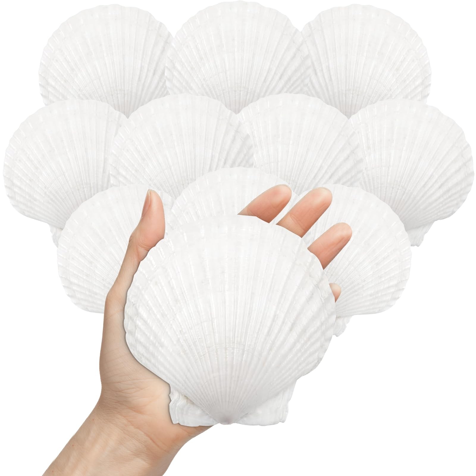 10 PCS Large Natural White Scallop Sea Shells 45 Inch Cooking Baking Craft
