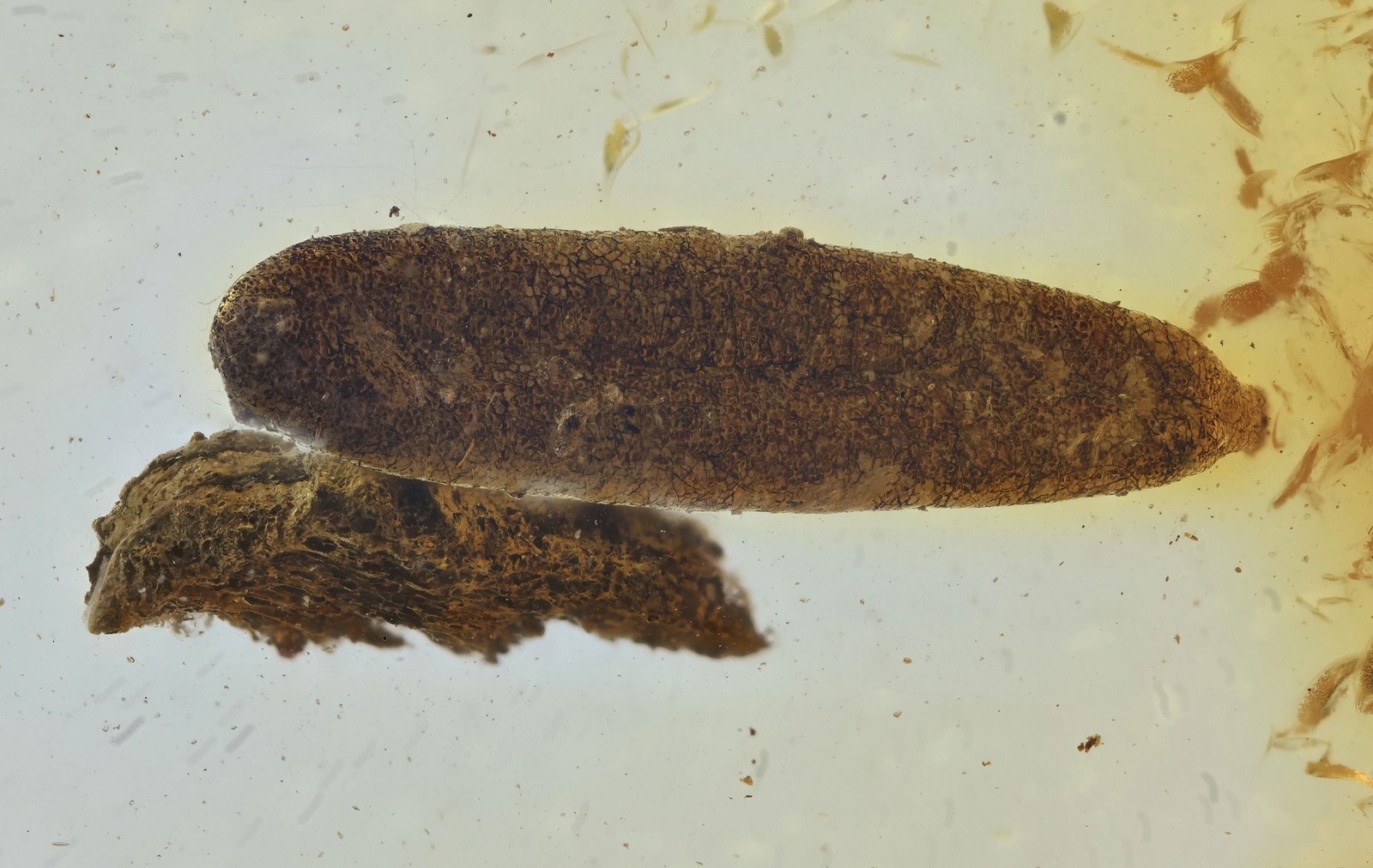 Botanical Leaf, Fossil Insect Inclusion in Baltic Amber