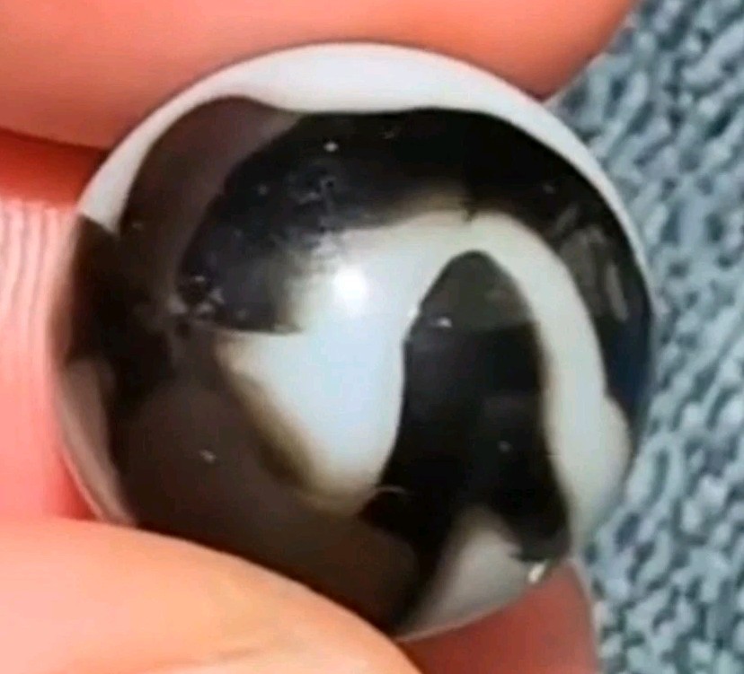 5/8" Peltier Nlr Twisty Bronze Zebra Loaded With Aventurine Marbles Wet M/MM