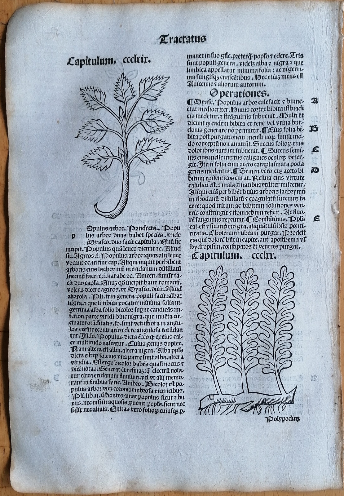 Post Incunable Leaf Hortus Sanitatis Woodcut Poplar Fern - 1511