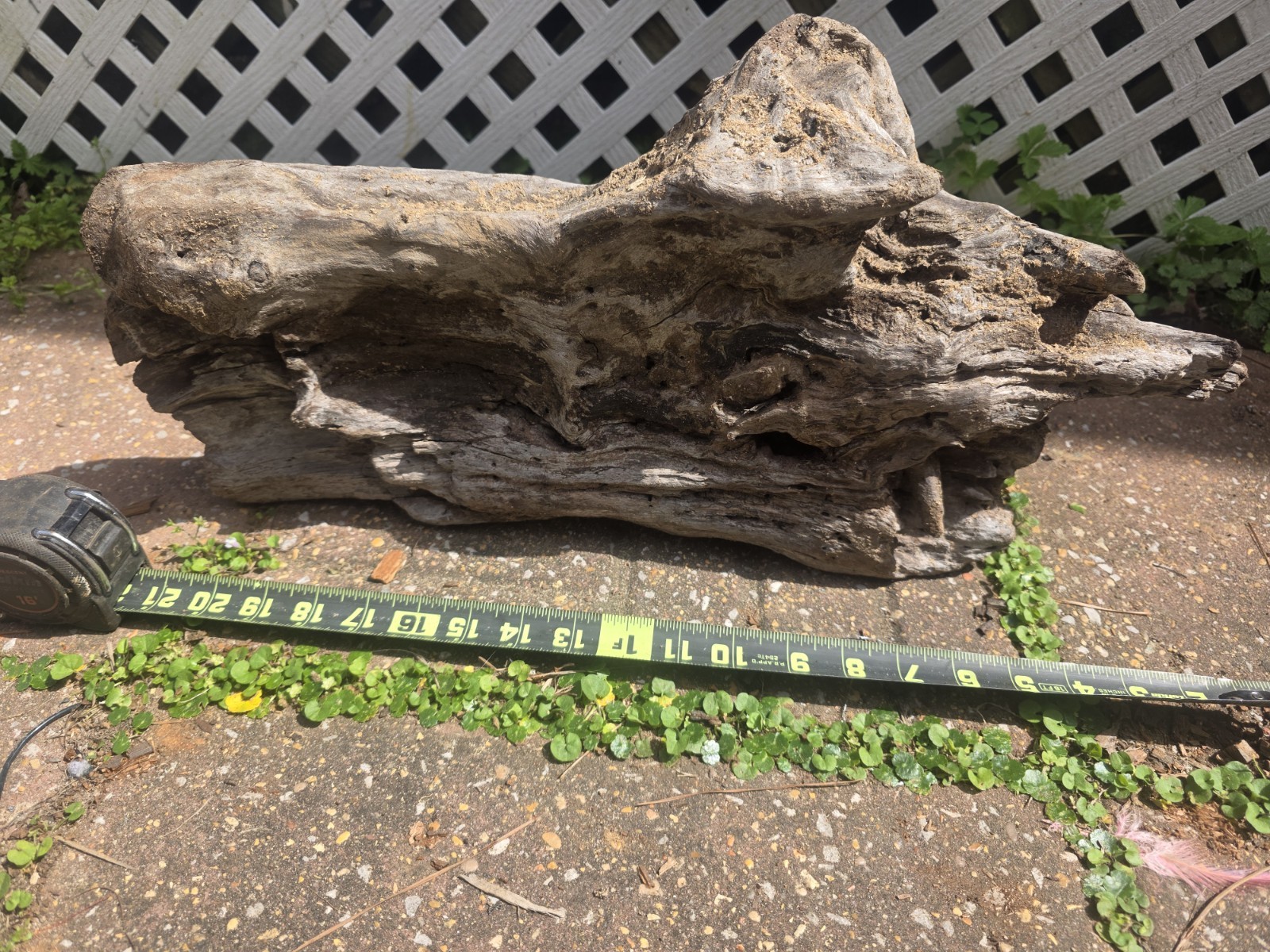 Natural Driftwood Piece Approx. 21 Inches for Woodworking and Crafts