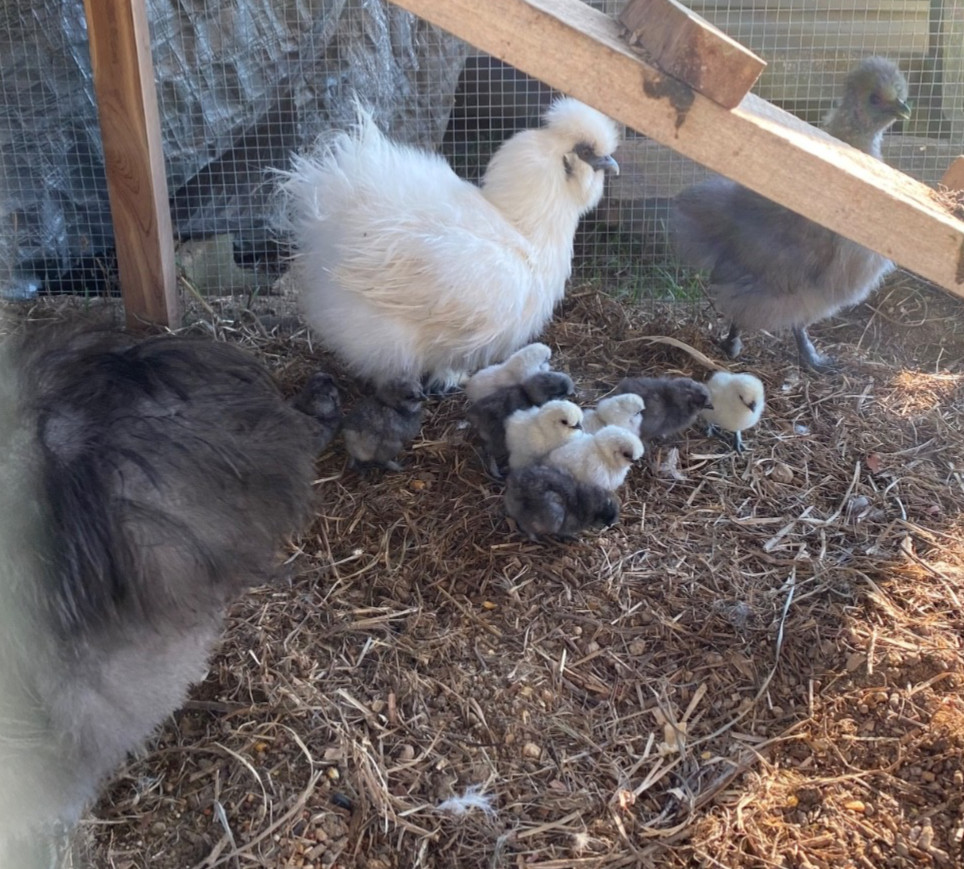 🐣🌷6  SILKIE FERTILE HATCHING CHICKEN EGGS presale.🌷🐣 assorted color