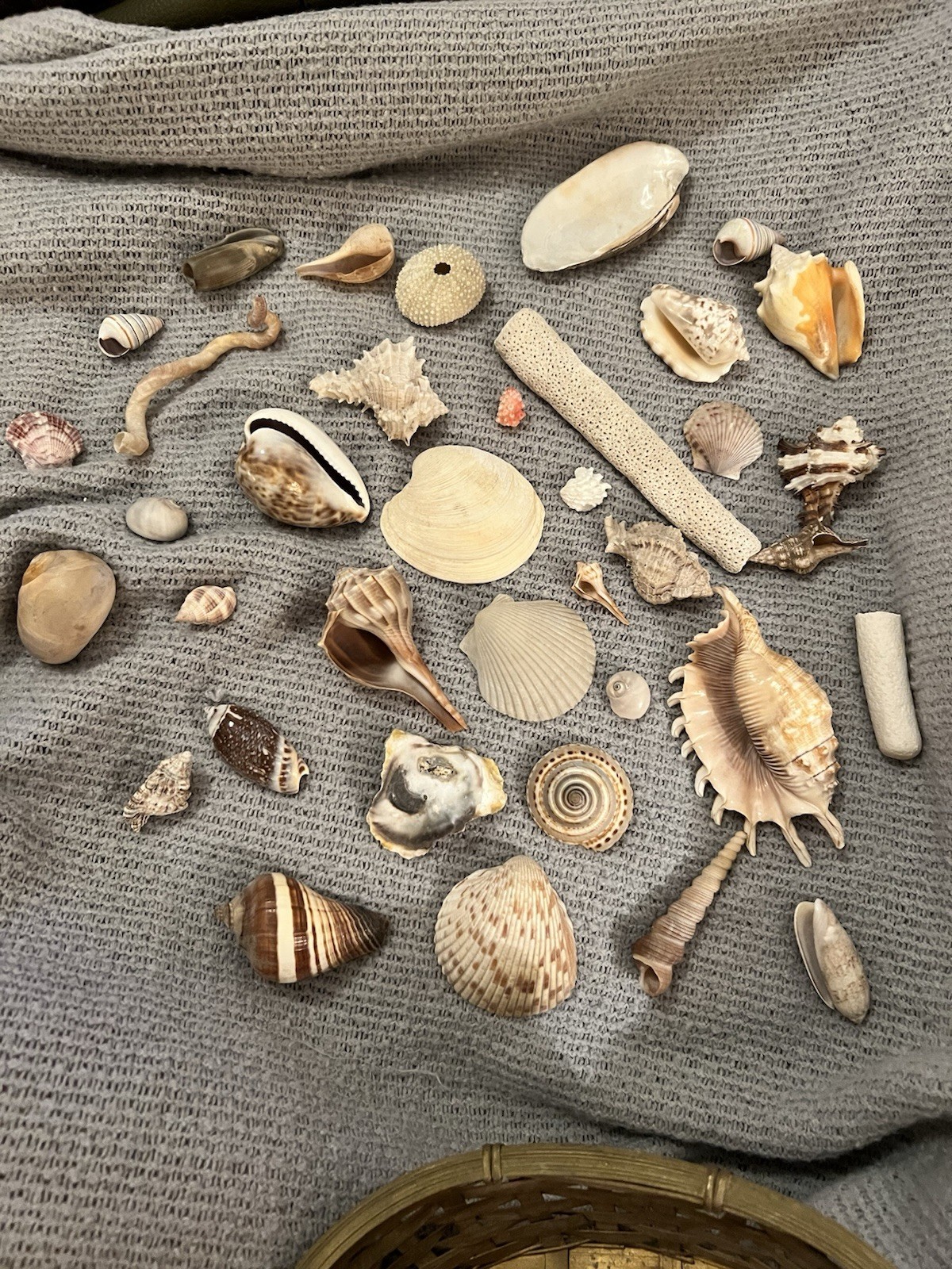 Lot Of 36 Seashells - Mini, Small And Medium