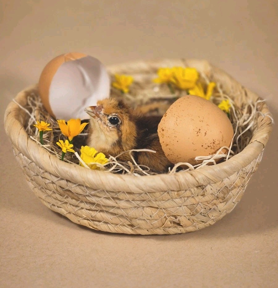 Mummified Chicken Chick Bird Taxidermy In Nest Basket