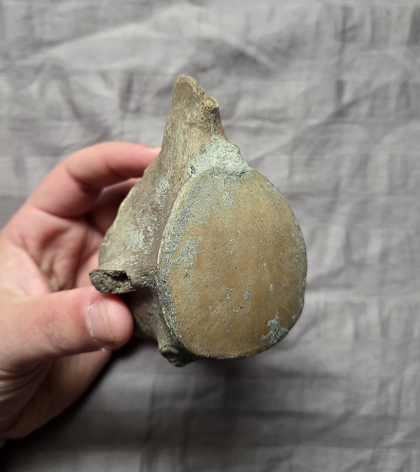 Very Rare Quality Crystal Mosasaurus Sp. Vertebra Reptile Bone Dinosaur 