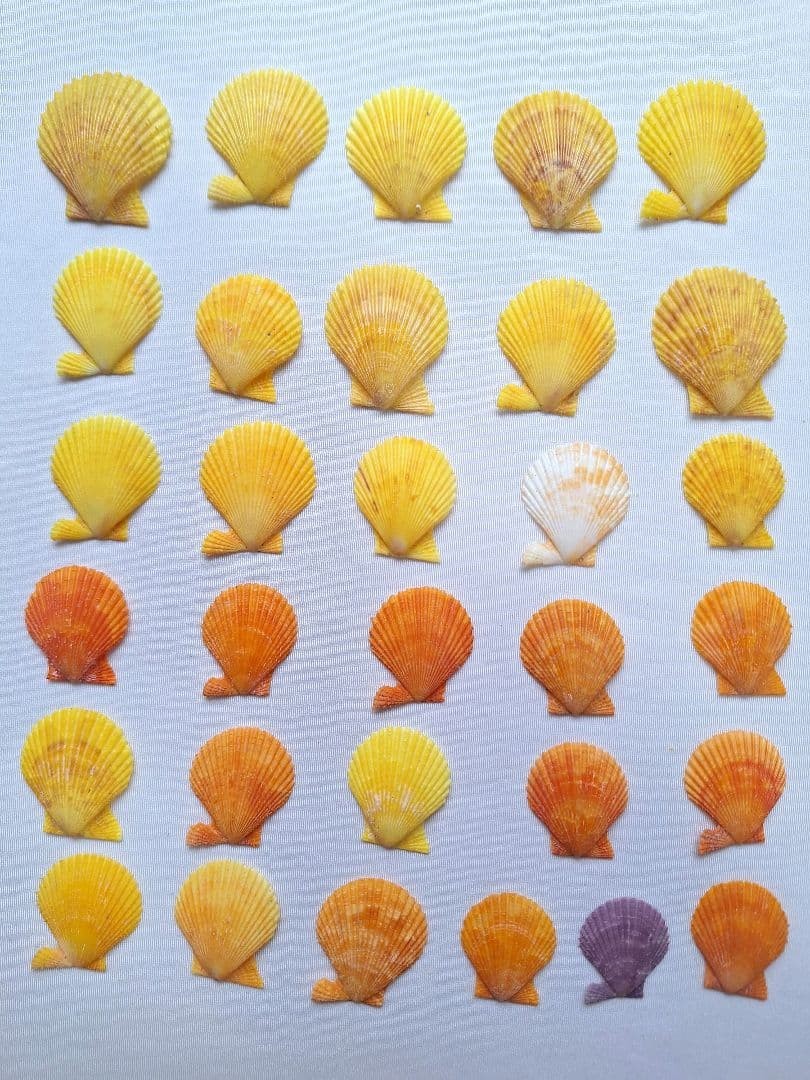 Sea of Japan Sea larvae shells (31 pieces) Genuine  Surf-Tumbled From Japan 