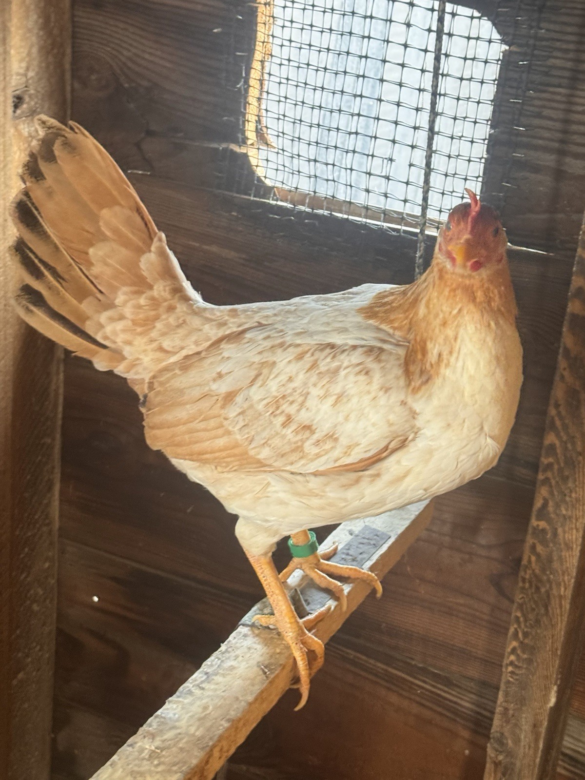 Pumpkin Hatching Eggs 8 plus