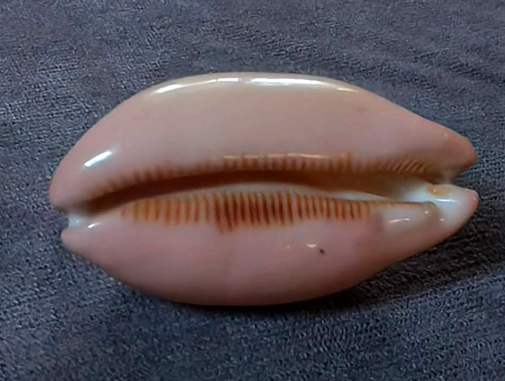 Luria pulchara sinaiensis 55 mm  RARE cowrie collection , WOW!!!