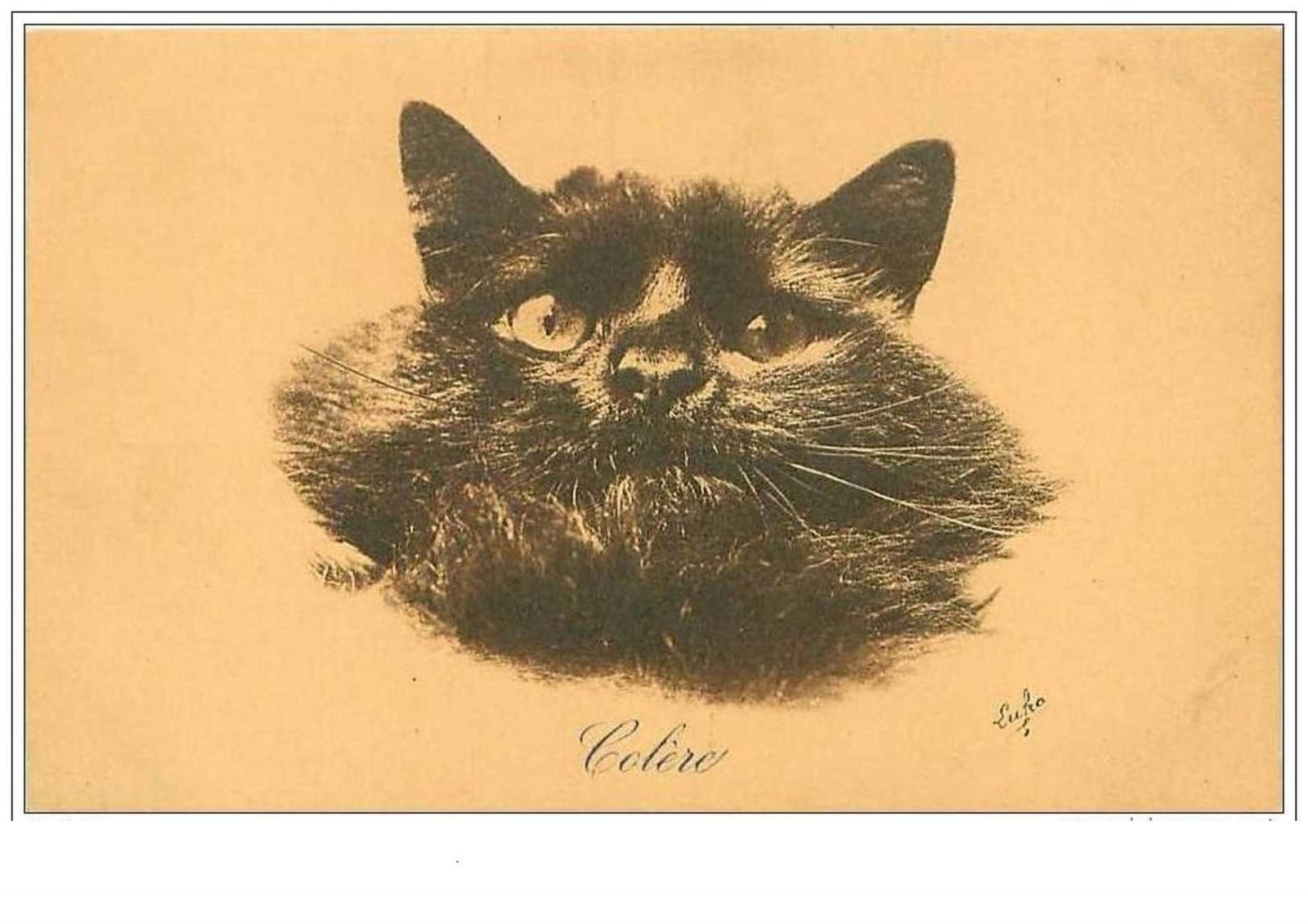 Cats No. 615 Anger Portrait Of An Angry Cat