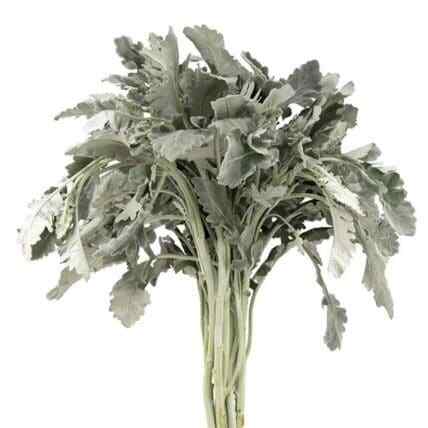Dusty Miller Silver