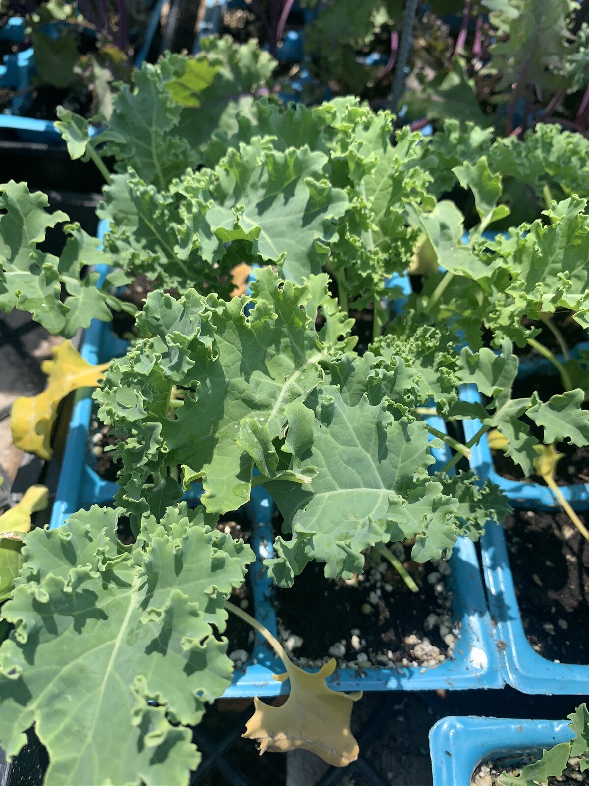 Jalapeno, Poblano And Kale Plants