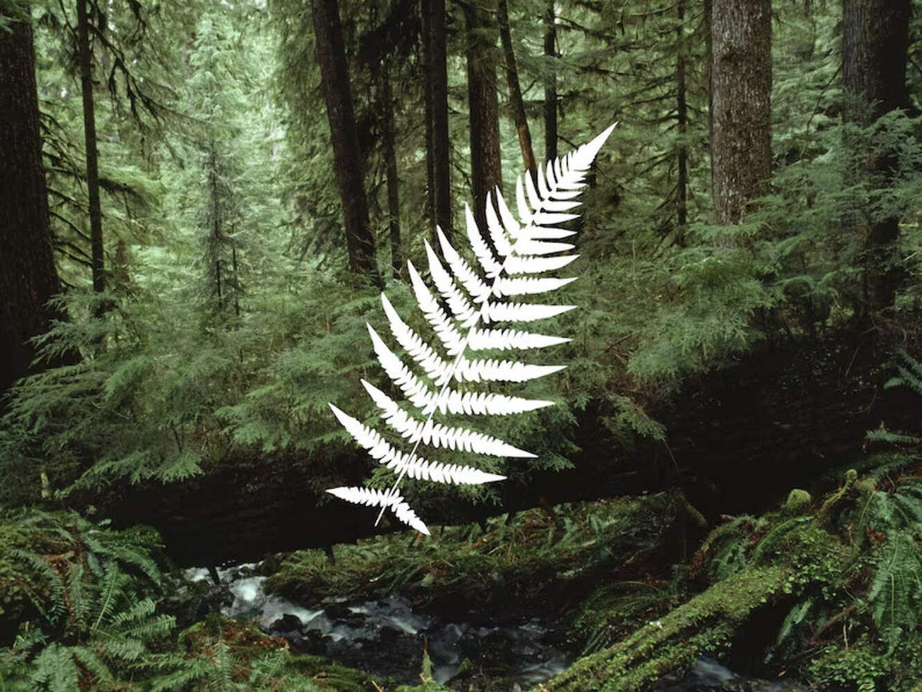 fern leaf decal | Die Cut Vinyl Decal