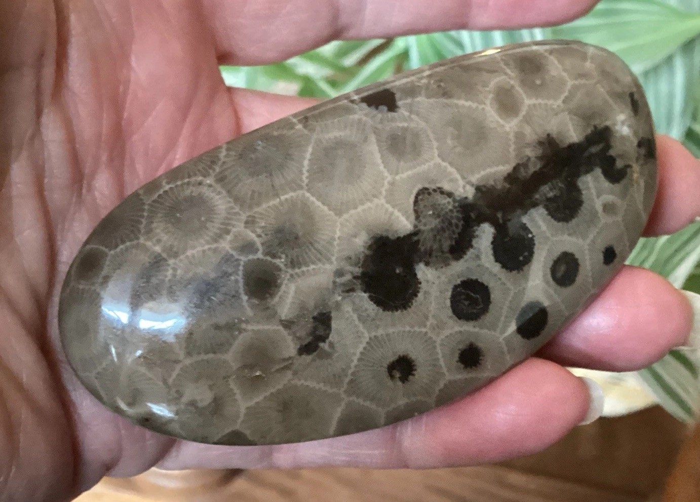 Polished Petoskey Michigan State Stone Hexagonaria Coral Fossil  